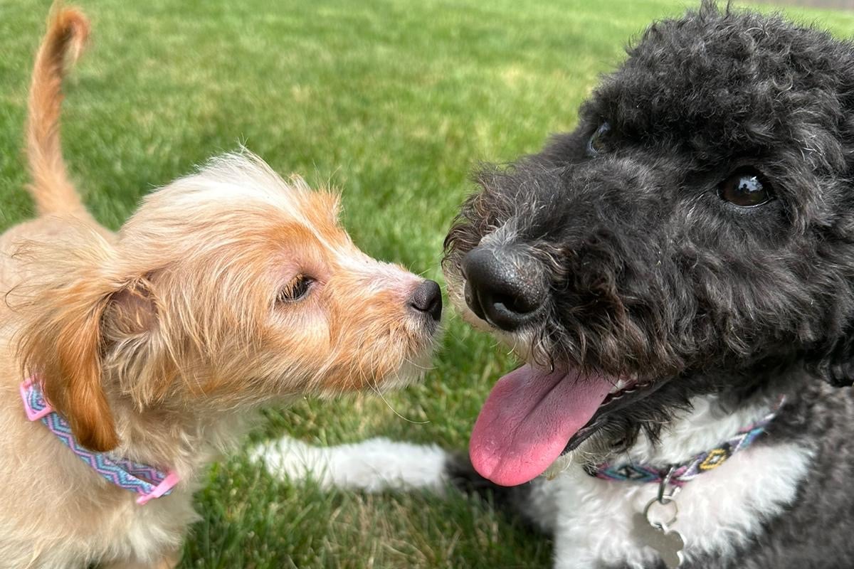 Two dogs saved by the Pet Resource Network.